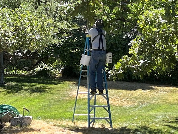 apricot 6 ladder.jpg